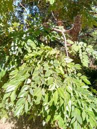 Image result for Erythrophleum