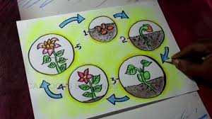 how to draw plant life cycle poster drawing