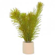 Image result for Rotala mexicana