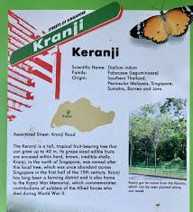 There are an estimated 8,500 species of vascular plants in peninsular malaysia, with another 15. Storyboard About Kranji Tree Kranji Town In The West Got Its Name From A Tree Fruit Bearing Trees Peninsular Malaysia Tree