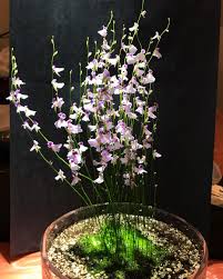 Image result for Utricularia
