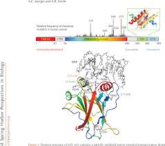 Figure 1 From The Tumor Suppressor P53 From Structures To Drug Discovery Semantic Scholar