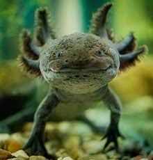 The toxicity varies per species and the juveniles are generally more toxic than adults. Waterdog Wiktionary