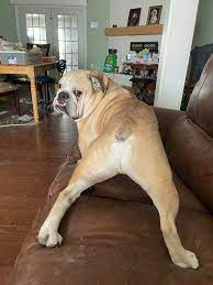My dog is a freak that likes to get spanked and he came up to me and stayed  like this for a few minutes : rfunny