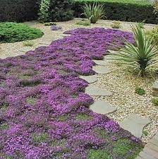 Thyme Lawn Pith Vigor Hardy Perennials Plants Front Yard Landscaping