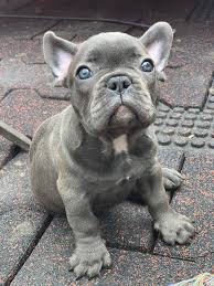 • health certificate from our vet • shots up to date • one year health guarantee please visit site for more info | link in bio. Male Blue French Bulldog Puppy For Sale New York