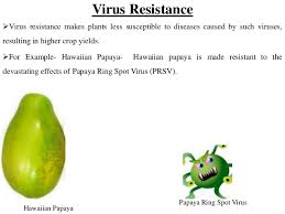 These transgene crops possess desirable characteristics in terms of flavor, colour of flowers, growth rate, size of harvested products and resistance to diseases and pests. Genetically Modified Crops And Food Security Scientific Facts
