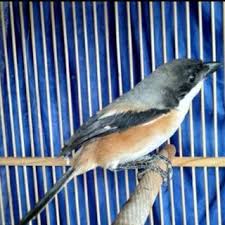Berikut ini beberapa mitos bunga kantil sebelum mengetahui kegunaan kembang kantil, berikut ini sejumlah karakteristik bunga kanthil yang. Burung Decu Kembang Jawa Jantan Bahan Shopee Indonesia
