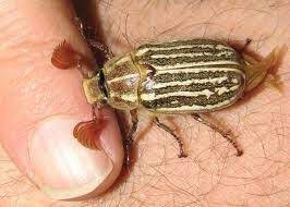 Listing of beetle insects that can be found in the state/territory of california. Striped June Bug Big Bear California Trees To Plant Big Bear California Big Bear