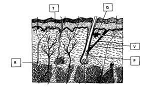 Find the 2021 kcse leakage to all the exam papers. Biology Paper 2 2021 Kcse Prediction Questions And Answers Set 1