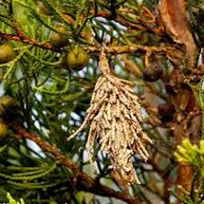 Looks like the worm is out of the bag (all about bagworms and how to manage them on your landscape plants). Tomlinson Bomberger Lawn Care Landscape Pest Control Mytombom Profile Pinterest