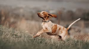 Image result for italský krátkosrstý ohař