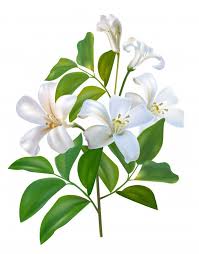 Sampaguita Jusmine White Flower And Green Leaves Premium Vector Premium Vector Freepik Vector Flower Aesthetic Sampaguita Flower Art Download a free preview or high quality adobe illustrator ai, eps. sampaguita jusmine white flower and