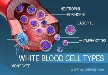 Key cellular components of the immune system., AI generated