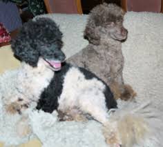 The sire, teddy, is a chocolate and tan (chocolate phantom) covered in cream, carrying parti, family pet miniature poodle, standing at 13.5 inches tall. Min Poodle Pups