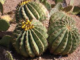 Show students different type of cactuses like the golden barrel cactus, prickly pear cactus and old man cactus. Fishhook Barrel Cacti Contain Drinkable Water Inside Amazing Zone