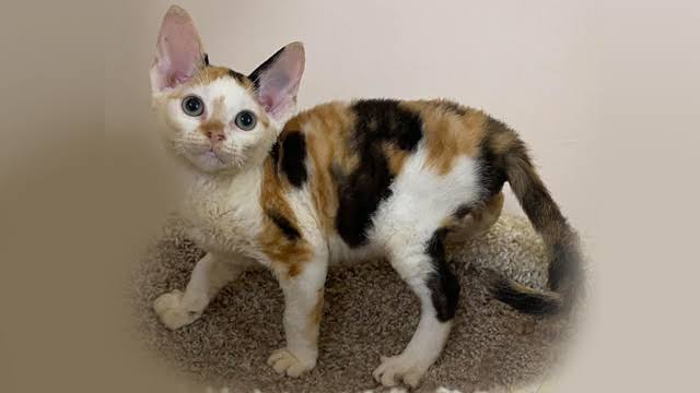 Calico (turtle on white) Devon Rex female