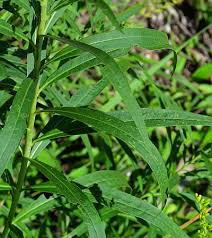 Image result for Vernonia smithiana
