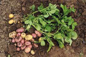 Normalerweise ist die kartoffelernte der moment, an dem das beet komplett auf den kopf gestellt wird. Fruhkartoffeln Ernten Wann Und Wie Wird Geerntet