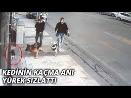 Kopegin Kediye Saldirisi Kameraya Boyle Yansidi Youtube
