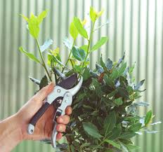 Image result for bay leaf bush foto