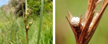 Image result for Scleria mikawana