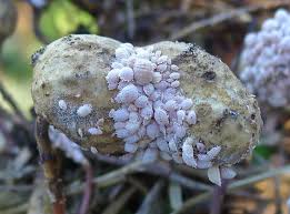 Image result for Mealybug cucumber