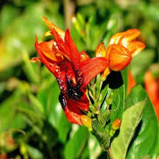 Image result for Ruttya