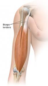 One tendons inserts onto the forearm bone, the radius, and the second spreads out to join the fascia along the upper part of the forearm. Understanding Biceps Tendonitis Proximal Uchealth