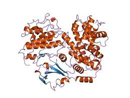 Check spelling or type a new query. Cyclin Dependent Kinase Inhibitor Protein Wikiwand