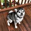 Mosso dal suo hobby per la caccia alla volpe e dall'adorazione dei cani di tipo terrier, il pastore si dedicò ad allevare e incrociare due cani differenti, creando come risultato la. 3