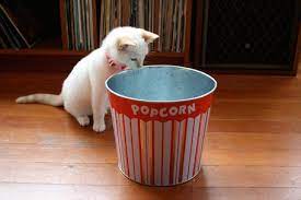 If your cat likes to bug you when you're eating popcorn, you probably thought about letting them nibble on a piece or two. Can Cats Eat Popcorn