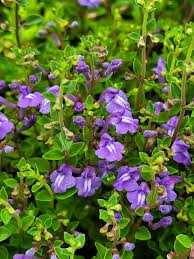 Image result for Scutellaria violascens