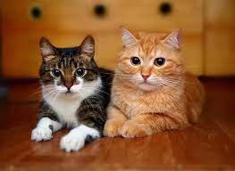 كم تعيش القطط حقائق حول متوسط عمر القطط سحر الكون