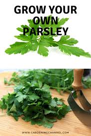 Herbs should be harvested when the oils responsible for their flavor and aroma are at their highest. How To Grow Parsley Gardening Channel Growing Parsley Parsley Plant Herbs