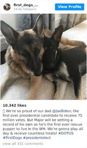 Biden dogs star in charming christmas video; Joe Biden S Dogs Have Twitter And Instagram Accounts And The Content Is Wholesome Bored Panda
