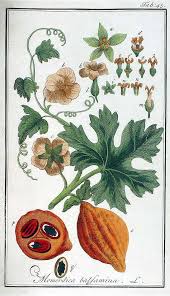 Image result for Momordica balsamina