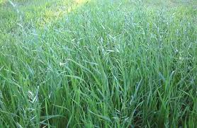 Image result for Bromus catharticus