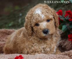 Find your new companion at nextdaypets.com. 1 Labradoodle Puppies For Sale Near Me Noble Fur Labradoodles Labradoodle Puppy Labradoodle Puppies For Sale Puppies