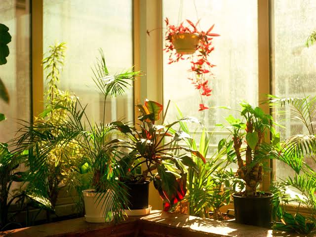 House Plants 2026