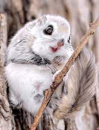 Japanese Dwarf Flying Squirrel Is The Ultimate Squee Japanese Dwarf Flying Squirrel Cute Animals Animals Beautiful