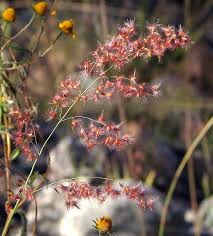 Image result for Melinis repens