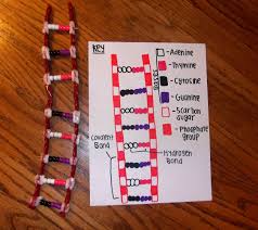 Pin By Deborah Wood On Kylee Dna Model Project Dna Project Dna Model