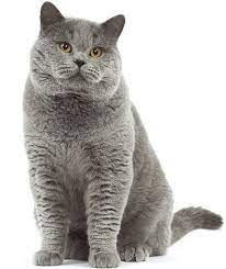 Kucing ini berukuran medium atau sedang. Kucing British Shorthair Kucing Gendut Dan Lucu Dari Inggris