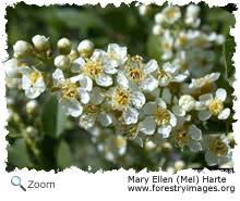 Image result for Rosaceae