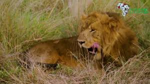 Big Five Safaris Tour And Travel Company