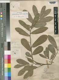 Image result for Cleistochlamys kirkii