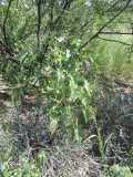 Image result for Abutilon pycnodon