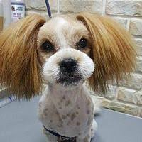 Search for dogs for adoption at shelters near long island city, ny. Long Island City New York Shih Tzu Meet Hans A For Adoption Https Www Adoptapet Com Pet 20078937 Long Island City New York S Pets Shih Tzu Shih Tzu Mix