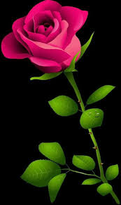 Pin By Catalina Porras On Roses Flower Phone Wallpaper Beautiful Rose Flowers Flower Backgrounds
